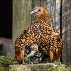 Ein graues Huhn steht auf herbstlichen, bunten Blättern, der Hintergrund ist unscharf.