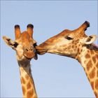 Zwei Giraffen berühren sich sanft mit ihren Köpfen, in einer Geste, die Zuneigung zeigt. Der Himmel ist klar und blau.