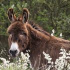 Kein Text sichtbar. Ein junges Eselfohlen galoppiert auf einer grünen Wiese unter klarem, blauem Himmel.