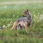 Kein Text vorhanden. Ein Wolf mit grauem Fell und gelben Augen schaut direkt nach vorne, unscharfer, herbstlicher Hintergrund.