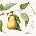 "Pyrus, Fam. Rosaceae." Illustration einer Birne an einem Zweig, mit Blättern, Birnenschnitt und kleiner Blüte.