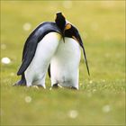 Zwei Pinguine stehen dicht beieinander auf einer grünen Wiese, wirken zärtlich und verbunden.