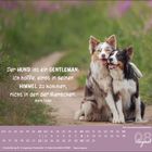 Zitat: "Der HUND ist ein GENTLEMAN; ich hoffe, einst in seinen HIMMEL zu kommen, nicht in den der Menschen." Zwei Hunde sitzen auf einem Weg. Unten ist ein Kalender für August.