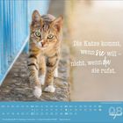 "Die Katze kommt, wenn sie will - nicht, wenn du sie rufst." Foto einer Katze auf einem Gehweg neben einem blauen Geländer.