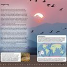 "Vogelperspektive: Vogelzug. Texte beschreiben Zugvögel, ihre Navigation und Langstreckenflüge. Bild mit Vögeln vor Sonnenuntergang."