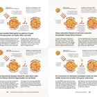 Röntgenium, Copernicium, Flerovium, Livermorium mit Elementzahlen 111–116, Entdeckung 1994–2000, Halbwertszeiten von Sekunden.