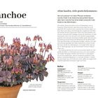 Kalanchoe: Familie Crassulaceae, Unterfamilie Kalanchoideae. Blumen in Topf mit gezackten Blättern und rosa Blüten.