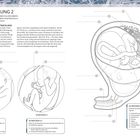 FETALENTWICKLUNG 2: Diagramm mit detailreichen Illustrationen zur Entwicklung des Fetus in 26, 30 und 36 Wochen.