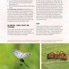 Zwei Schmetterlingsarten und Ameisen symbiotisch. Links: Schmetterling auf Pflanze. Rechts: Rote Ameise auf Blatt.