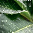 Text: "August" mit Kalendertagen. Nahaufnahme von grünen Blättern mit vielen Wassertropfen darauf.