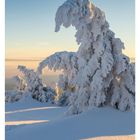 "07 FEBRUAR" unten links. Verschneite Fichten im Sonnenuntergang, umgeben von sanften Schneewehen.