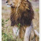 Kalender August 2027. Bild: Ein Löwe sitzt im grünen Gras und schaut zur Seite.