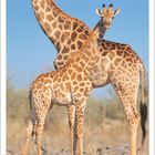 "8 2027. Zwei Giraffen stehen in einer trockenen Savanne. Der Himmel ist klar und blau."