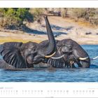 August. Zwei Elefanten mit erhobenen Rüsseln beim Baden in einem Fluss. Im Hintergrund sind Bäume zu sehen.