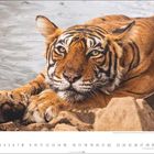 8. Ein Tiger liegt im Wasser. Darunter sind die Zahlen 1 bis 31 wie ein Kalender angeordnet.