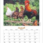 Kalenderseite August. Ein Hahn und mehrere Hühner auf einem Ast. Vegetation im Hintergrund.