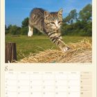 Kalenderblatt für August 2027. Bild: Eine getigerte Katze springt über einen Heuballen auf einer Wiese.