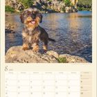 8 2027. Kalendereintrag zeigt einen Dackel an einem Fluss mit einer Brücke im Hintergrund.