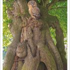 August 2027 Kalender mit einem alten Baum und ein Kauz darauf, umgeben von grünen Blättern.