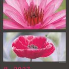 8 · 2027. Kalenderseite mit Blumendarstellungen: Orchidee, große Blume mit spitzen Blütenblättern, Mohnblume.