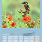 Zitat: "Der Vogel singt und fragt nicht, wer ihm lauscht." von Julius Sturm. Ein Eisvogel sitzt auf einem Ast über roten Mohnblumen.