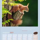 August 2027 Kalender mit einem Zitat von Fjodor Dostojewski. Ein Eichhörnchen auf einem Baum.