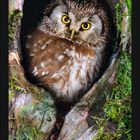 Kalenderseite mit dem Monat August. Ein Rauhfußkauz sitzt in einer von Moos umgebenen Baumhöhle.