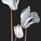 Text: AUGUST. Kalenderansicht. Drei weiße Alpenveilchen auf schwarzem Hintergrund.