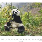 8; Zahlen von 1 bis 31; Großer Panda sitzend, umgeben von Bambus.