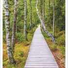 Text: "8 | 2027", "Wildseemoor, Gernsbach, Baden-Württemberg", Bild eines Holzstegs durch einen Wald mit Birken.