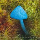 Kalender mit Zahlen 1-31 unten, "8" links. Ein blauer Pilz umgeben von grünem Moos.