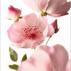 Kalender-Layout mit der Zahl „8“ in Orange und rosa Blumen in Nahaufnahme. Sanfte Farben und Blütenblätter im Fokus.