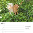 Kalenderseite Juli mit Katzen. Zitat: "Liebe besteht nicht darin, dass man einander anschaut... - Antoine de Saint-Exupéry".