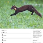 Kalenderseite für Juli mit Baummarder. Text über den Baummarder und seine Lebensweise. Bild zeigt springenden Marder im Gras.