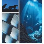 September, 37. Woche: Silhouette von Geparden, Nahaufnahme von Federn, Sonnenlicht strahlt in eine Unterwasserhöhle.