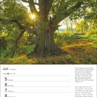 Kalenderseite: Juli, Woche 27. Text über die Stieleiche in Telgte und ein Gedicht von Michail Lermontow. Foto einer alten Eiche.