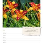 "So wie keine Blume ohne Farbe gedacht werden kann, so ist kein Mensch ohne Poesie." Juli-Kalender mit Blüten.