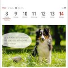 Kalender: 8.-14. März. Zitat: "Gib dem Menschen einen Hund und seine Seele wird gesund." Hildegard von Bingen. Hund im Gras.