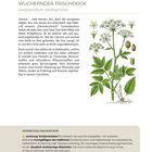 Text beschreibt Giersch und seine Nutzung. Illustration zeigt Giersch-Pflanze mit Blüten und Blättern. Hinweis: Verwechslungsgefahr.