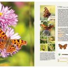 Text: "C-Falter Polygonia c-album." Bild zeigt einen orange-braunen Schmetterling auf pinken Blüten. Rechts Detailfotos und Text.
