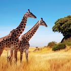 Zwei Giraffen stehen in einer goldenen Savanne, nahe einem grünen Baum, unter klarem blauem Himmel.