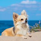 Ein Chihuahua liegt aufmerksam im Sand vor einem Hintergrund aus Meer und blauem Himmel mit ein paar weißen Wolken.