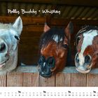 "Polly, Buddy + Whiskey" steht über drei Pferdeköpfen, die aus einer Holzbox schauen. Unten ist ein Kalender für September.