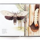 Text: "AUSTRALISCHE RIESENHOLZMOTTE" mit Info über ihre Rolle im Ökosystem. Illustration von Motte, Raupe in Baumstamm.