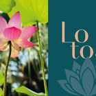 Text: "Lotos". Eine rosa Lotosblume mit grünen Blättern und einem stilisierten Lotos-Logo.