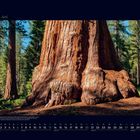 Kalender für Juni. Großes Bild eines massiven Baumstamms eines Sequoia im Yosemite Nationalpark.