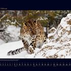 02 Februar. Ein Leopard schleicht durch schneebedecktes Gelände, umgeben von winterlichen Bäumen und Sträuchern.