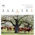Kalender für Mai 2027, KW 18. Szene: Kühe unter blühenden Bäumen in Deggenhausertal, Baden-Württemberg.