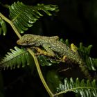 Ein grün gepunkteter Gecko sitzt auf einem blättrigen Farnast, umgeben von dunklem Hintergrund.