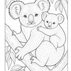 Eine Illustration zeigt zwei Koalas, einen erwachsenen und einen jungen, die auf einem Baum sitzen.